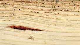 How to get rid of the wood flooring bugs | Flooring Services London